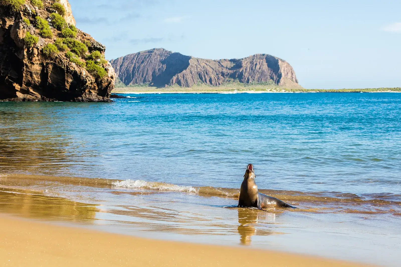 A Galápagos sea lion on the beach at Punta Pitt, San Cristóbal