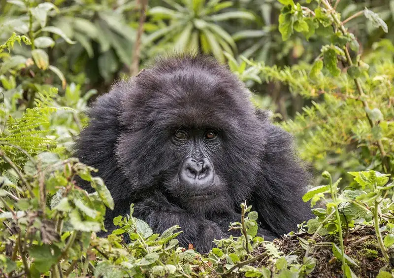 A female mountain gorilla in dense forest