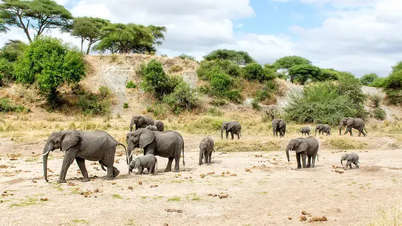 A herd of elephants with calves in Tarangire National Park, Tanzania